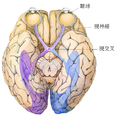 青光眼,希瑪瑞視眼科,上海眼科醫院 青光眼,希瑪瑞視眼科,上海眼科醫院