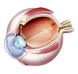 玻璃體視網膜,希瑪瑞視眼科,上海眼科醫院
