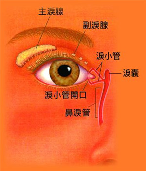 眼眶病,希瑪瑞視眼科,上海眼科醫(yī)院 眼眶病,希瑪瑞視眼科,上海眼科醫(yī)院