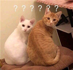 玻璃體視網膜,希瑪瑞視眼科,上海眼科醫院 玻璃體視網膜,希瑪瑞視眼科,上海眼科醫院