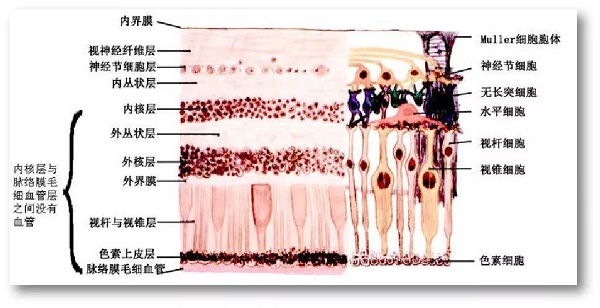 玻璃體視網膜,希瑪瑞視眼科,上海眼科醫院 玻璃體視網膜,希瑪瑞視眼科,上海眼科醫院