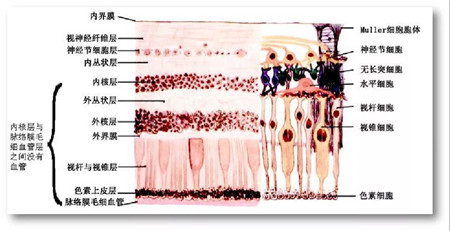 玻璃體視網(wǎng)膜,?，斎鹨曆劭?上海眼科醫(yī)院
