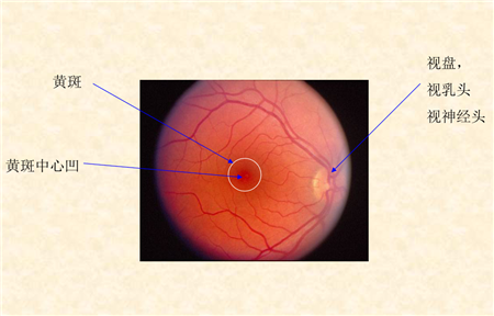 玻璃體視網膜,希瑪瑞視眼科,上海眼科醫院